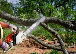 Best Firewood Processing and Delivery  in Clyde, TX