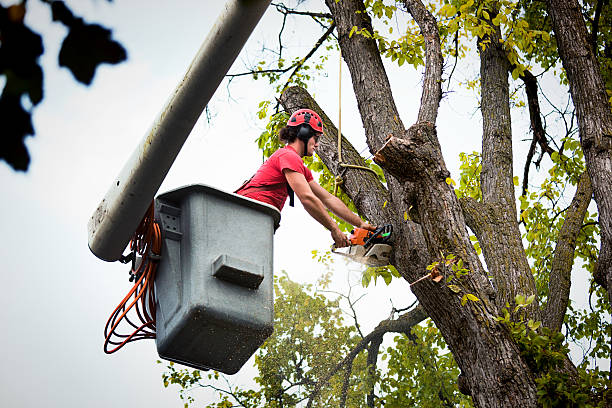 Best Tree Mulching  in Clyde, TX